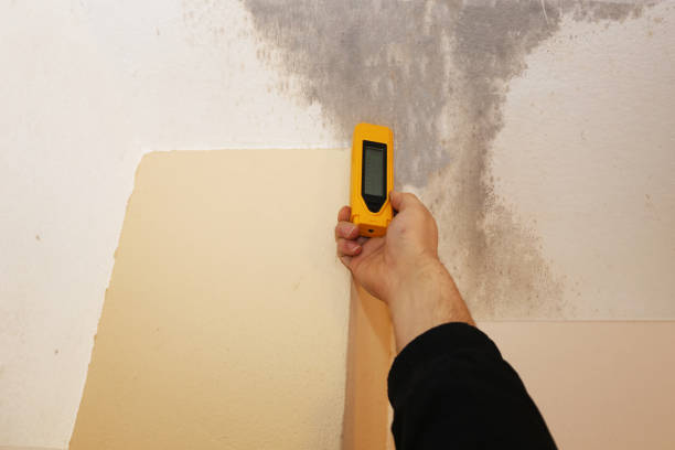 Best Biohazard Mold Removal  in Whitesboro, AL