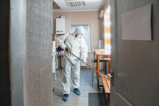 Best Basement Mold Removal  in Whitesboro, AL