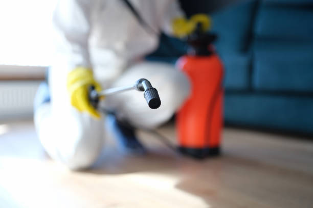 Mold Odor Removal Services in Whitesboro, AL