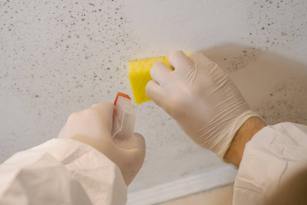 Professional Mold Removal in Whitesboro, AL