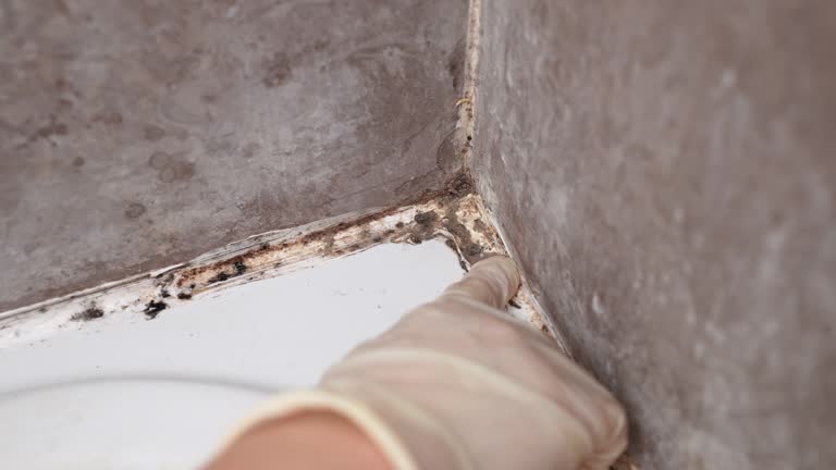 Mold Removal for HVAC Installations in Whitesboro, AL