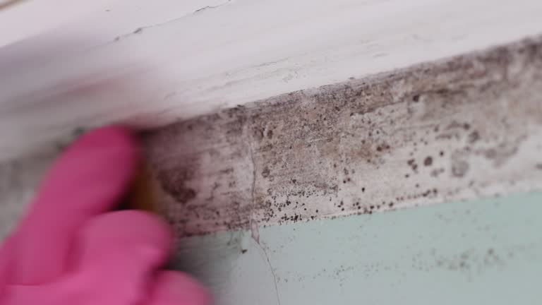 Environmental Consulting for Mold Prevention in Whitesboro, AL